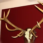 Schuasterhof